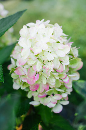 Hydrangea Bonfaire in garden setting with subtle mix of green, white, and soft pink tones.の写真素材