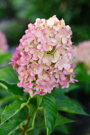 Close up of hydrangea Pink and Rose with delicate blush tones and textured petals captured in...