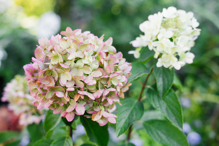 Hydrangea glowing in the sun with pink and white petals, surrounded by lush green foliage.の写真素材