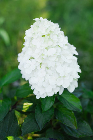 White hydrangea panicle variety Hercules begins to bloom in the summer garden. Fresh blossoms are...