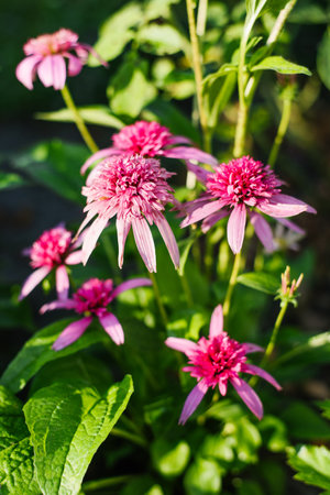 Charming Butterfly Kisses echinacea with lush pink double petals blooming in summer sunlight.の写真素材
