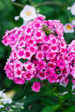 Summer flowering Stars and Stripes phlox with vibrant bicolor petals and bright green foliage. Blossoms shaped in soft clusters on tall stems.の写真素材