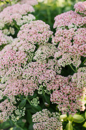 Delicate light pink flowers of stonecrop plant blooming in a sunny summer garden, surrounded by...