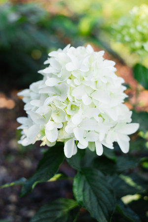 Panicle hydrangea Skyfall just beginning to bloom with fresh white flowers. Captured in a green...