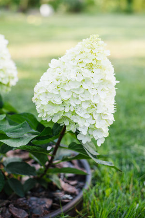 Panicle hydrangea blooming with two-tone flowers and lush green foliage in daylight. Compact flowering shrub.の写真素材