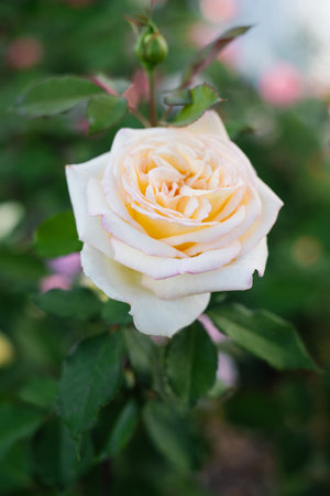 Fully open yellow rose with pale margins, captured in warm summer light. Blooming rose stands out with delicate contrast and garden freshness.の写真素材