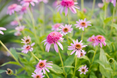Bright pink double Echinacea Razzmatazz flower in full bloom on a sunny day in the garden. Vertical image with visible petals and green foliage in soft light.の写真素材