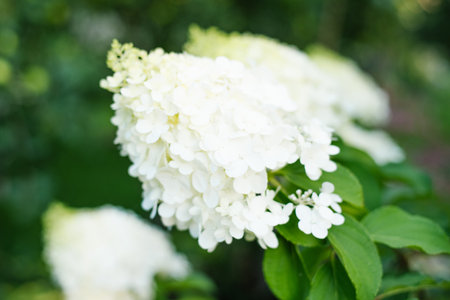 Panicle hydrangea in full bloom with white flower cones in soft sunlight, surrounded by green leavesの写真素材