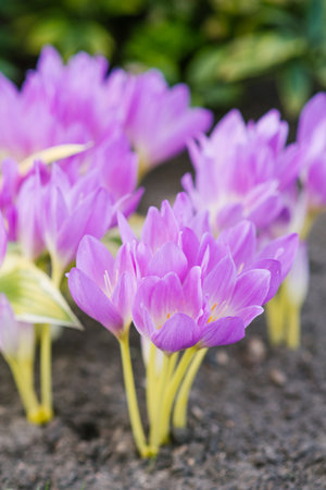 Bright lavender-colored colchicum flower captured on a sunny autumn day. Standing tall in green grass. Vibrant nature background with soft blur.の写真素材