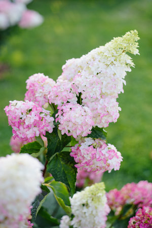 Panicle hydrangea Fraise Melba blooming with creamy white flowers starting to blush pink, captured...