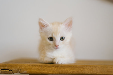 A cream colored kitten lying down on a wooden table, staring forward with big green eyes.の写真素材