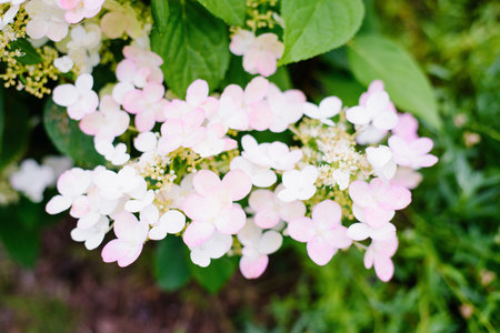 Hydrangea Red panicles white pink phase