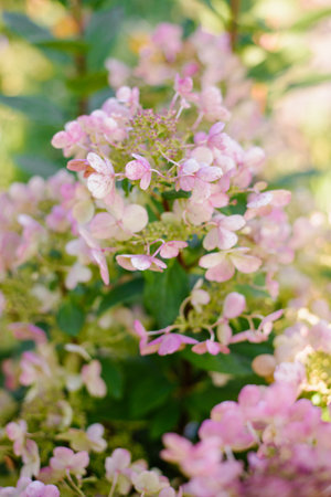 Blooming hydrangea with cone shaped blossoms tinged with pink, surrounded by lush foliage in garden view.の写真素材