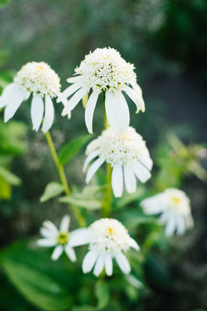 Detailed view of Echinacea Merengue with creamy white petals and green center in a summer landscape.の写真素材