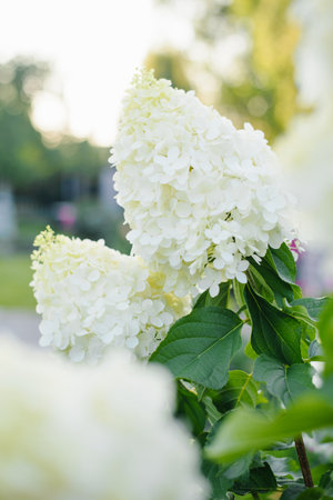 Bright white cone of hydrangea reaches upward in garden sunlight, with defined floral structure and crisp petals.の写真素材