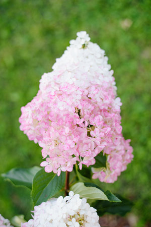 Vanilla Fraise hydrangea showing pale pink tones as flowering begins in the sunny garden.の写真素材