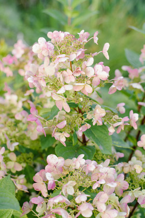 Early blooming stage of red panicle hydrangea with flower tips turning pink in summer garden light.の写真素材