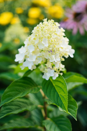 Soft creamy white panicle hydrangea just starting to bloom, showing airy cone shaped clusters. Photographed outdoors in daylight.の写真素材