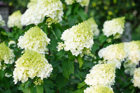 White hydrangea in summer garden setting.の写真素材