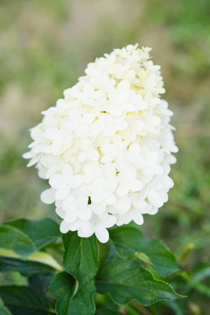 Tall blooming hydrangea paniculata Hercules with conical creamy flower heads and lush green leaves. Shot in natural daylight in a summer garden.の写真素材