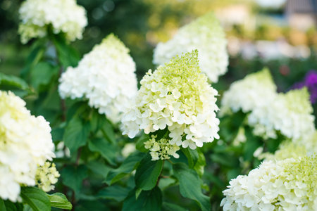 Bright white panicle hydrangea blooming in a garden bed, tall stems and rich foliage visibleの写真素材
