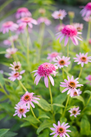 Double flowered pink Echinacea Razzmatazz with spiky petals up captured close in the garden. Green leaves frame the bloom. Natural daylight enhances texture.の写真素材
