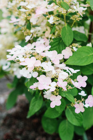 Flower heads of hydrangea transitioning from white to soft pink.