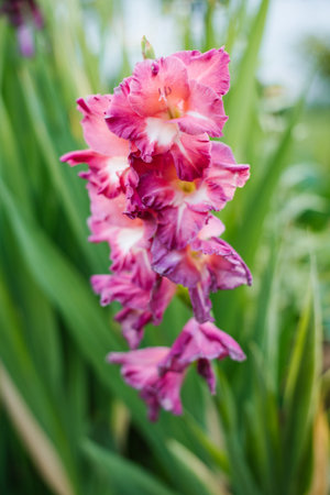 A gladiolus spike showing both blooming and fading flowers. The contrast of vivid and wild petals in natural garden setting.の写真素材