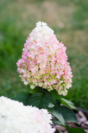 Bush of hydrangea with delicate petals transitioning from white to pale pink, standing out in the garden landscape.の写真素材