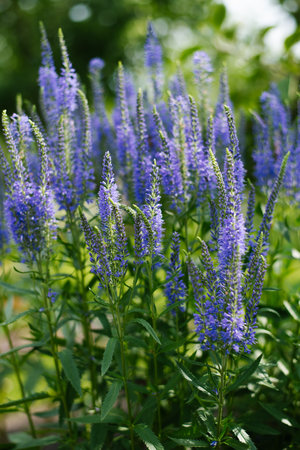Vertical flower spike of Veronica with soft purple petals blooming in green summer garden.の写真素材