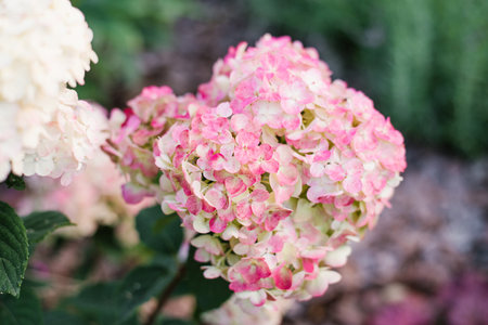 Cone-shaped flower head of Framboisine hydrangea showing signs of early pink coloring, surrounded by...