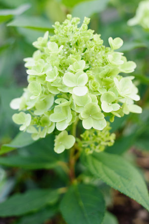 Panicle hydrangea bush in garden, with fresh white flowers beginning to bloom and lush foliage.