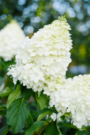 White cone flowers of hydrangea glow under direct daylight, revealing fine structure and fullness of each floret.の写真素材