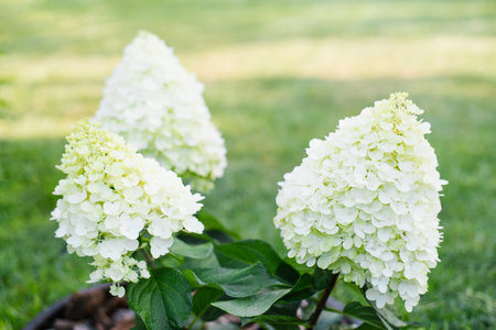 Panicle hydrangea covered with white flowers, compact form, green leaves, and soft texture in garden setting.の写真素材
