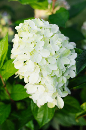 Flowering hydrangea with soft green, white, and pink hues glowing in daylight.