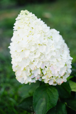 Panicle hydrangea Pinky Promise with white flowers just starting to bloom, surrounded by green...