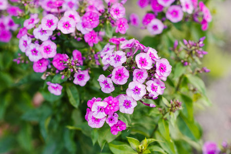 Closeup of Classic Cassis variety panicle phlox with soft purple pink flowers and vibrant green foliage. Photographed during sunny summer day.の写真素材