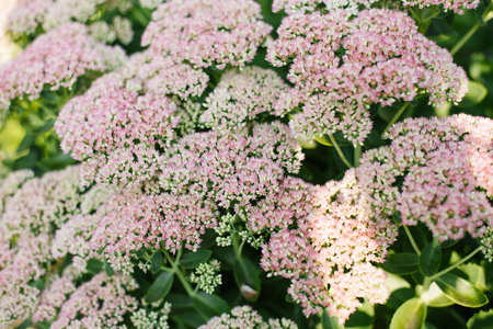 Close-up of blooming tender pink stonecrop flowers highlighted by warm natural sunlight in a garden setting.の写真素材