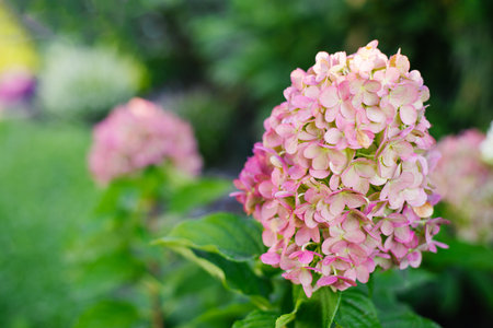 Pink and Rose variety of panicle hydrangea in peak bloom under summer sunlight, surrounded by green...