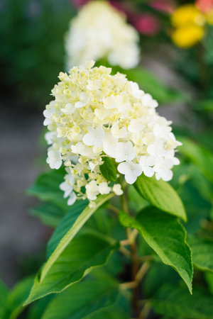 A creamy white panicle hydrangea in early bloom with cone shaped inflorescences. Captured in natural...