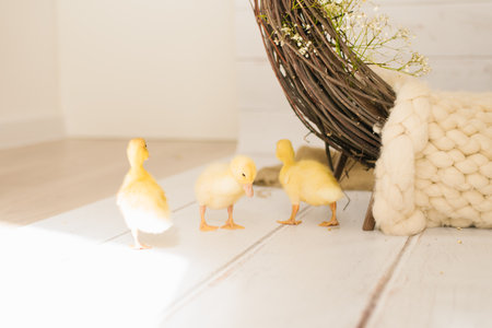 Three fluffy yellow ducklings standing on a white wooden floor near a decorative wicker arrangement with flowers, ideal for spring, Easter, and children themes.の写真素材