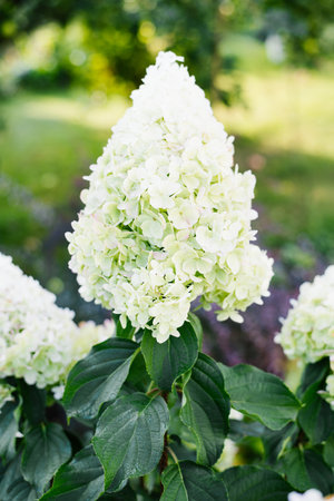 Hydrangea blooming with white flowers and green leaves climbing vertically in garden. Natural light...