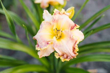 Single daylily bloom with light pink petals, yellow throat and ruffled edges growing in garden. Closeup macro shot with shallow depth of field.の写真素材