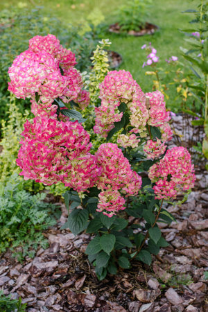 Panicle hydrangea Framboisine in garden setting, large bush covered with softly pinkish blooms...