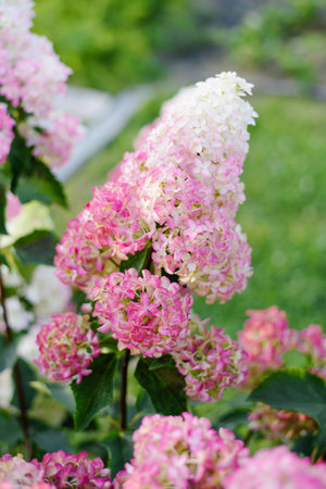 Fraise Melba hydrangea with cone-shaped flowers showing delicate gradient from creamy white to soft...