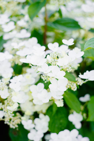 Blooming flowers of hydrangea with white soft panicles.