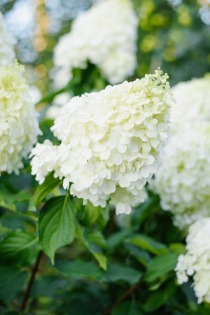 Fully bloomed white cone of hydrangea showing rich petal texture, surrounded by green garden environment.の写真素材