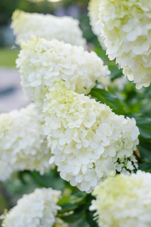 Cone shaped inflorescence of hydrangea in fresh bloom, featuring vivid white florets in soft garden sunlight and gentle natural backdrop.の写真素材