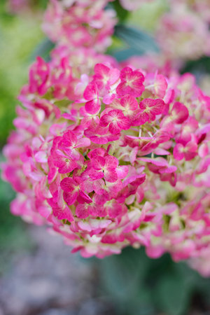 Blossoms of Framboisine hydrangea beginning to turn pink, with natural texture and bright leaves.