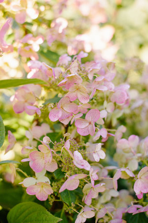 Panicle hydrangea in transition from white to pink, with soft rosy hues on cone shaped flowers in...